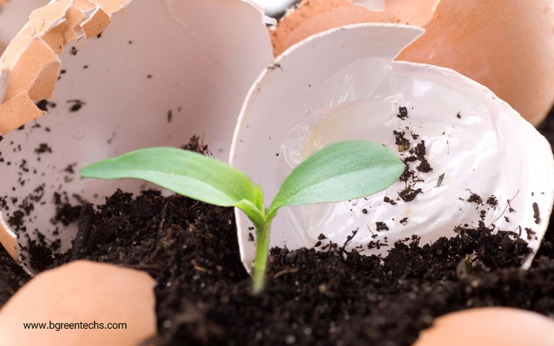 eggshells compostable 